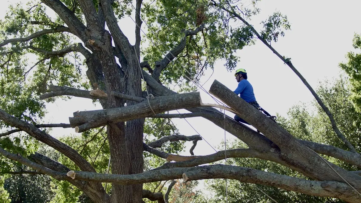 Professional Crown Thinning performed by certified arborists in Martins Ferry