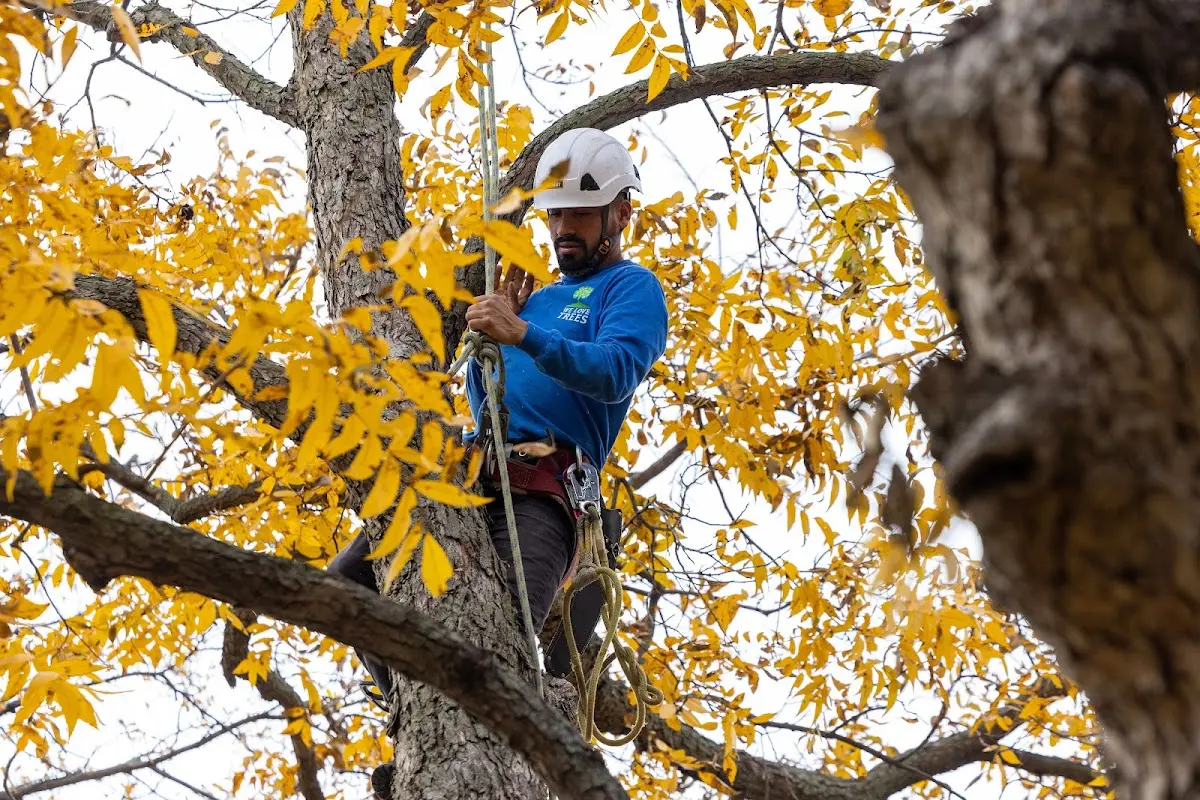 Skilled Tree Planting crew working in Martins Ferry