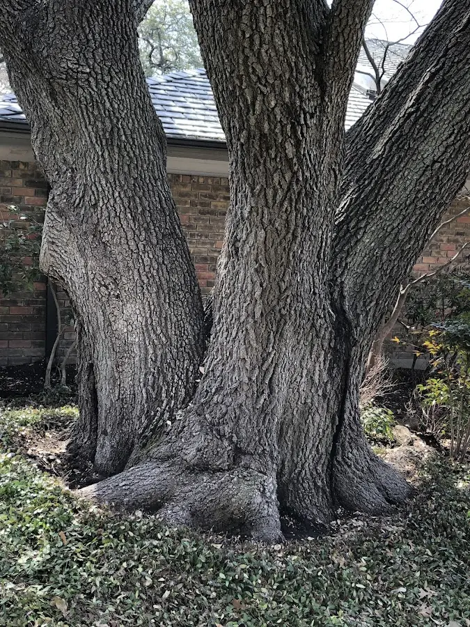 Mature heritage tree close to a Martins Ferry property cared for by certified arborists